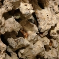 Pukani Rock Close-Up
