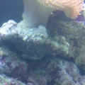 aquarium_2011_093
