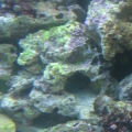 aquarium_2011_098