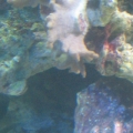 aquarium_2011_097