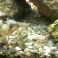 my deco crab