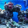 My 10 gallon Nano reef