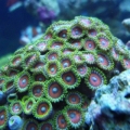 My Favorite zoos in my reef!