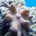 Devil`s Hand Leather Coral