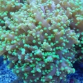 Beautiful frogspawn!