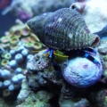 Blue Knuckle Hermit