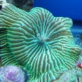 Green Striped Mushroom