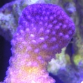 Pocillopora eydouxi