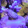 Blue Milli