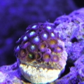 polyps