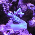 Blue Milli 2