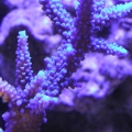 Blue A. nobolis colony