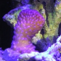 Purple Poci eydouxi