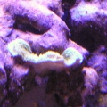 Green Monti