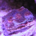 Acan