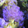 Xenia 2