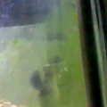 un known algea