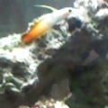 my firefish