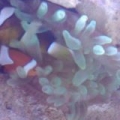 Sharing Clowns fish