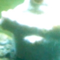 wth is on my montipora digitata