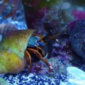 Left Handed Hermit crab