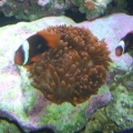 DSCF1152