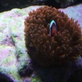 DSCF1154