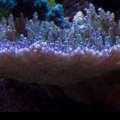 tabling_acro