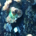 can you tell me why my soft mushroom corals are dying?