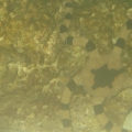 sea star and yellow tail