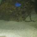 sea star and yellow tail