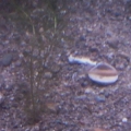 image_1