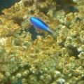 "Blue"