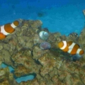 "Nemo & Marlon"