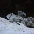 "Spot"