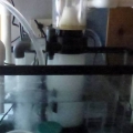 Sump and Protein Skimmer