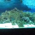 My tank