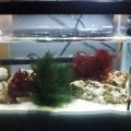 Refugium
