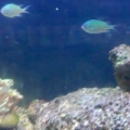 my chromis school
