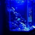 First tank