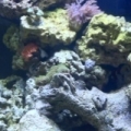 First tank