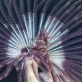 tubeworm