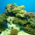1st Salt water tank