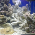 40g reef tank