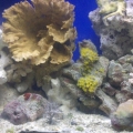 40g reef tank