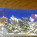40g reef tank