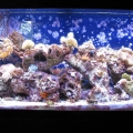 My 55 gallon w/ 20 gallon fuge