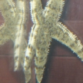 sand sifting starfish