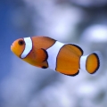 New O. Clownfish