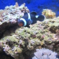 My 29 gallon reef tank